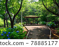 Hydrangea blooms, Kaigarayama Park, Kamagaya City, Chiba Prefecture 78885177