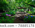 Hydrangea blooms, Kaigarayama Park, Kamagaya City, Chiba Prefecture 78885178