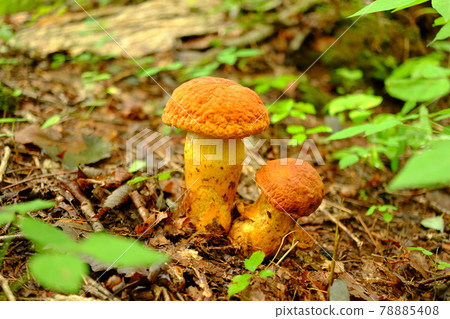 Rugiboletus 幼蟲 78885408