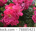 Pink rose in full bloom 78885421