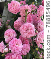 Soft pink roses 78885496