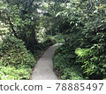 Go down the forest road 78885497