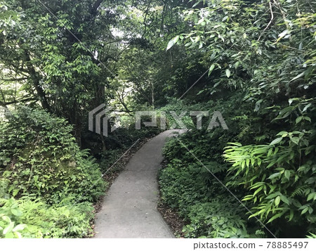 沿著林間小路走 沿著林間小路走 78885497