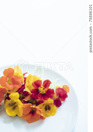 金蓮花食用花草本花卉食用花金蓮花 78886101