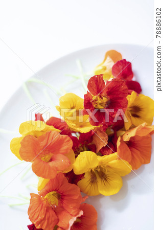 金蓮花食用花草本花卉食用花金蓮花 金蓮花食用花草本花卉食用花金蓮花 78886102