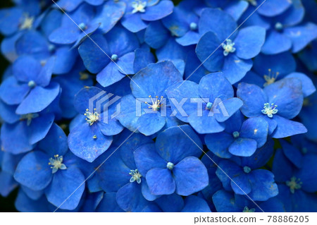 Blue hydrangea in Gongendo Park, Satte City, Saitama Prefecture Blue hydrangea in Gongendo Park, Satte City, Saitama Prefecture 78886205