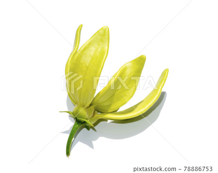 Close up fragrant flowers of climbing ylang-ylang on white background Close up fragrant flowers of climbing ylang-ylang on white background 78886753