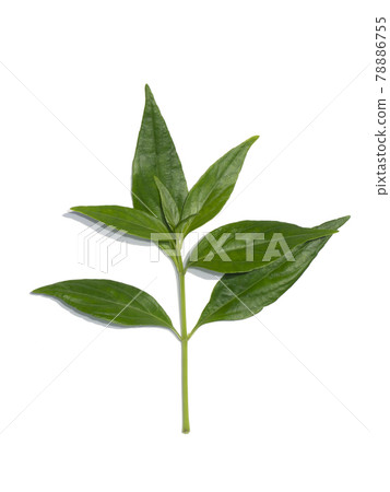 Close up of Kariyat leaves or The Creat plant. Close up of Kariyat leaves or The Creat plant. 78886755