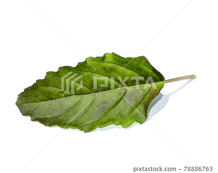Close up Holy basil, Thai basil leaf on white background. 78886763