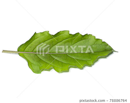 Close up Holy basil, Thai basil leaf on white background. 78886764