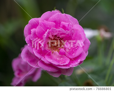 Close up Pink Damask Rose flower. 78886801