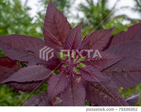 Close up leaves of Amarsnth tree. 78886802