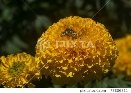 Close up American marigold, Aztec marigold, Big marigold flower in garden Close up American marigold, Aztec marigold, Big marigold flower in garden 78886811