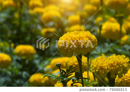 Close up Big marigold flower in garden. 78886813