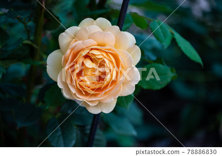 Orange roses blooming in the rose garden Orange roses blooming in the rose garden 78886830