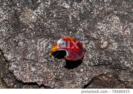 落在一塊大石頭上的落葉 78886835