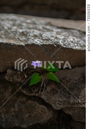 A small flower blooming between stones A small flower blooming between stones 78886838