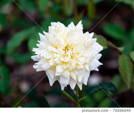A single white rose blooming in a rose garden 78886840