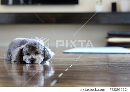 Toy poodle lying on the floor 78886912