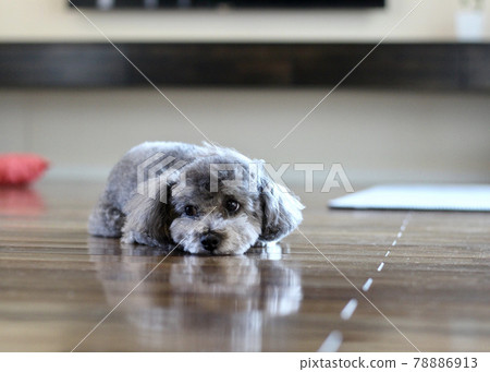Toy poodle lying on the floor 78886913