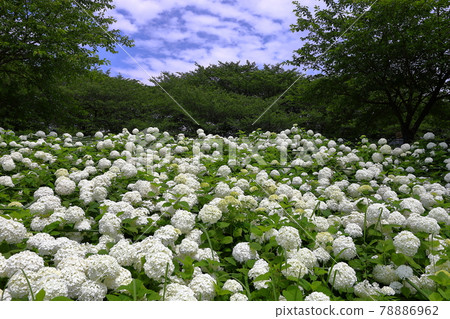 Satte City, Saitama Prefecture Gongendo Park White Hydrangea Annabel slope and blue sky and scale clouds Satte City, Saitama Prefecture Gongendo Park White Hydrangea Annabel slope and blue sky and scale clouds 78886962