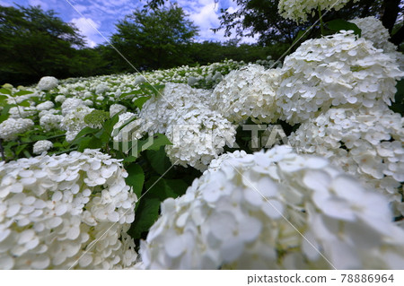 埼玉縣薩提市權現堂公園白繡球安娜貝爾坡,藍天白雲 埼玉縣薩提市權現堂公園白繡球安娜貝爾坡,藍天白雲 78886964