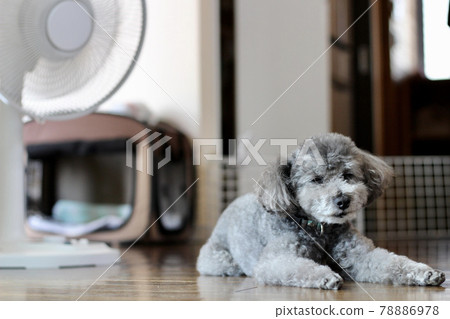 Fan and toy poodle 78886978