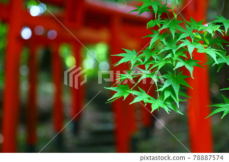 地區內的楓樹-靜岡縣雄山寺 地區內的楓樹-靜岡縣雄山寺 78887574
