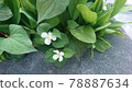 魚腥草白花綠 78887634