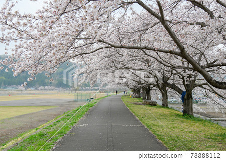A row of cherry blossom trees on the Taisho bank along the Tama River in Hamura City, Tokyo A row of cherry blossom trees on the Taisho bank along the Tama River in Hamura City, Tokyo 78888112