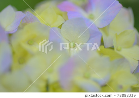 Rainy season Hydrangea Myorakuji 78888339