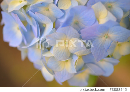 Rainy season Hydrangea Myorakuji 78888343