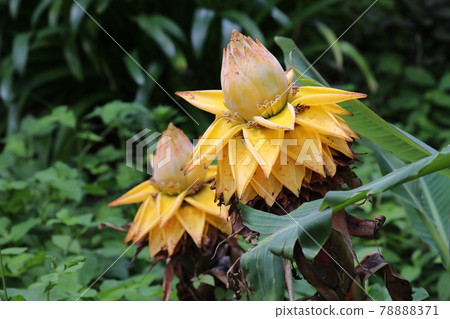Yunnan Geewing lotus 78888371