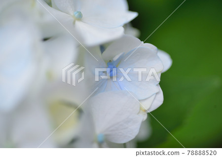 Rainy season Hydrangea Myorakuji 78888520