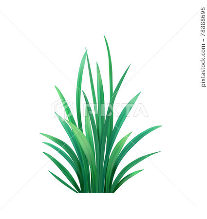 Grass Realistic Illustration Grass Realistic Illustration 78888698