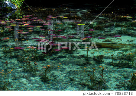 Gifu Prefecture Seki City Itatori Monet's Pond and surrounding scenery 78888718