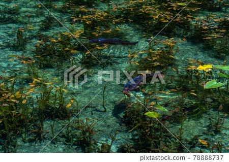 Gifu Prefecture Seki City Itatori Monet's Pond and surrounding scenery 78888737