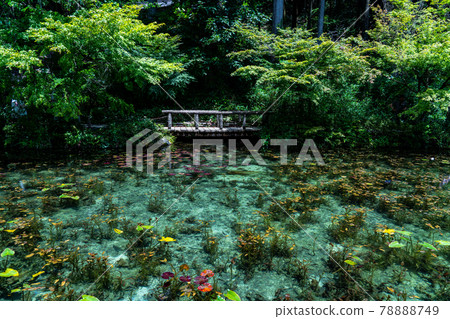 岐阜縣關市板取莫奈池及周邊景色 78888749