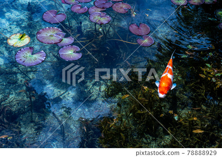 Gifu Prefecture Seki City Itatori Monet's Pond and surrounding scenery 78888929