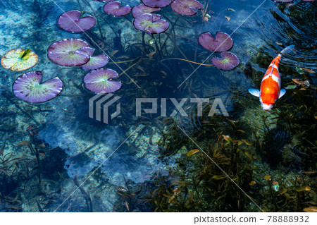 Gifu Prefecture Seki City Itatori Monet's Pond and surrounding scenery 78888932