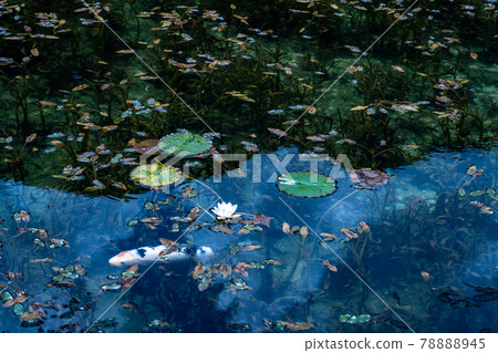 Gifu Prefecture Seki City Itatori Monet's Pond and surrounding scenery Gifu Prefecture Seki City Itatori Monet's Pond and surrounding scenery 78888945