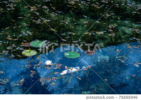 Gifu Prefecture Seki City Itatori Monet's Pond and surrounding scenery 78888946