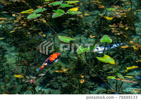 Gifu Prefecture Seki City Itatori Monet's Pond and surrounding scenery Gifu Prefecture Seki City Itatori Monet's Pond and surrounding scenery 78889133