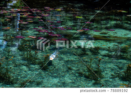 Gifu Prefecture Seki City Itatori Monet's Pond and surrounding scenery 78889192