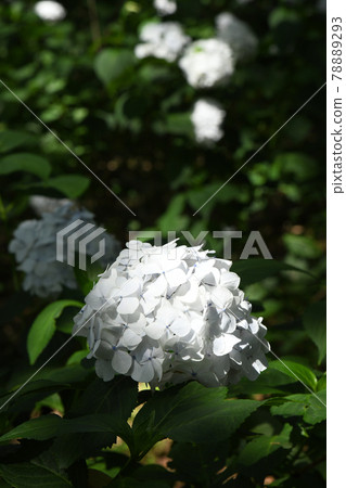 純白繡球花 78889293