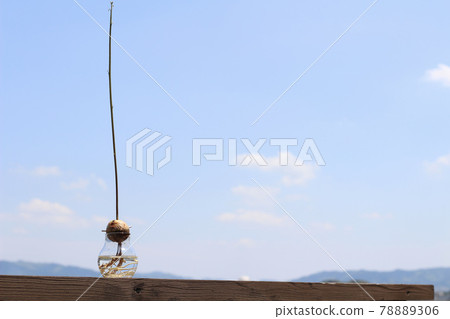 Hydroponics where germinated avocado buds grow toward the blue sky 78889306