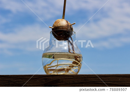 發芽的鱷梨芽向藍天生長的水培法 發芽的鱷梨芽向藍天生長的水培法 78889307