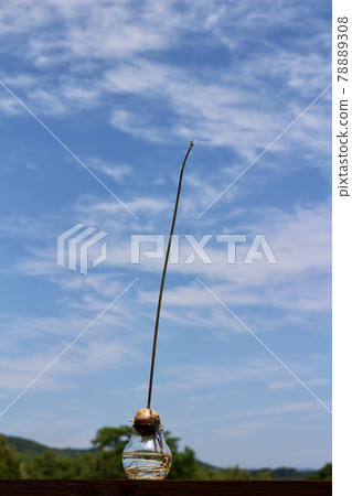 發芽的鱷梨芽向藍天生長的水培法 發芽的鱷梨芽向藍天生長的水培法 78889308
