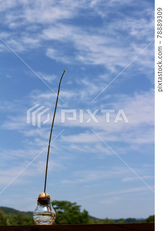 發芽的鱷梨芽向藍天生長的水培法 發芽的鱷梨芽向藍天生長的水培法 78889309