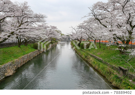 Cherry blossoms in Tamagawa Aqueduct seen from Hamura Bridge, Hamura City, Tokyo Spring 78889402